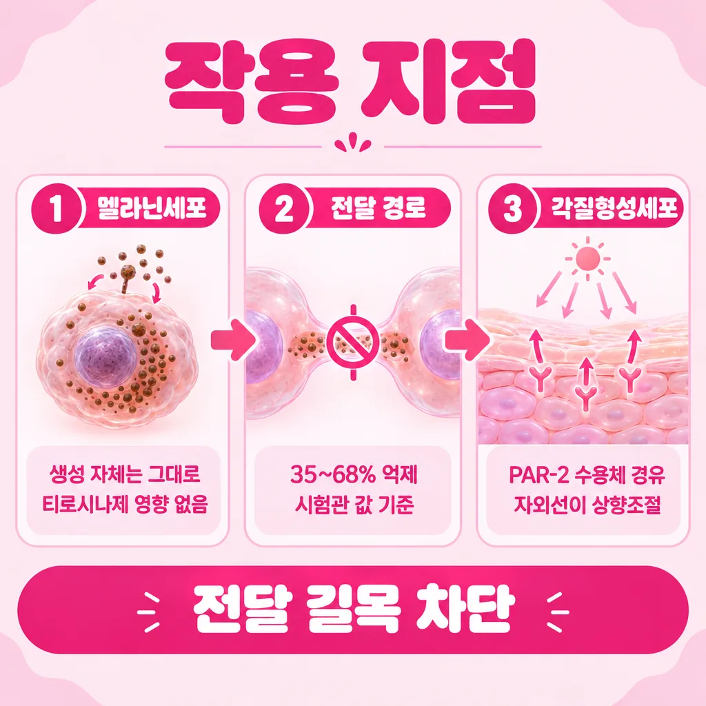 색소가 표면 세포로 옮겨가는 길목을 줄이는 작용 개념도